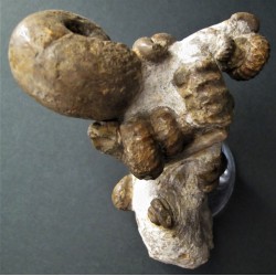 Fossilienstufe