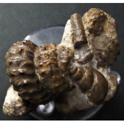 Fossilienstufe