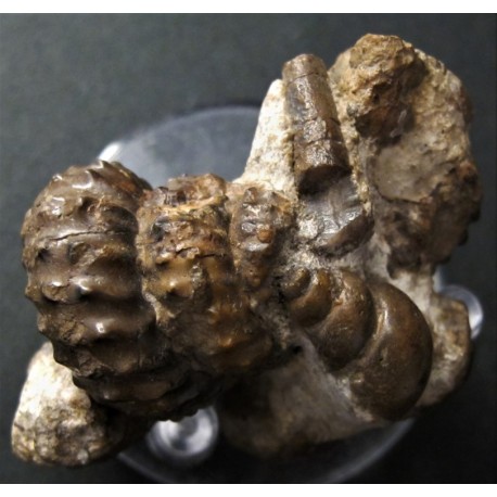 Fossilienstufe