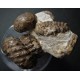 Fossilienstufe
