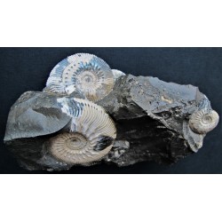 Ammonitenstufe Kosmoceras sp.