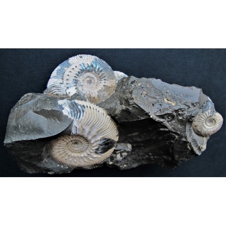 Ammonitenstufe Kosmoceras sp.