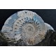 Ammonitenstufe Kosmoceras sp.
