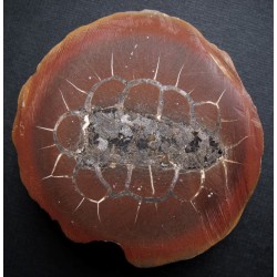 Zinkblende in Septarie