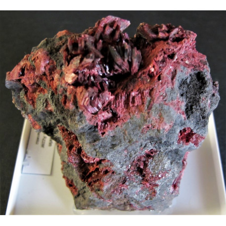 Erythrin xx