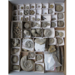 Fossiliensammlung