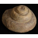 Schnecke, Pleurotomaria