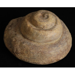 Schnecke, Pleurotomaria