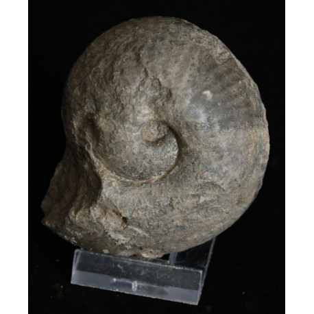 Ammonit, Bullatimorphites