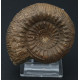 Ammonit Stephanoceras