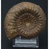 Ammonit Stephanoceras