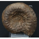 Ammonit Stephanoceras