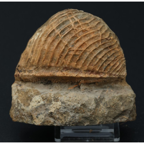 Muschel, Trigonia