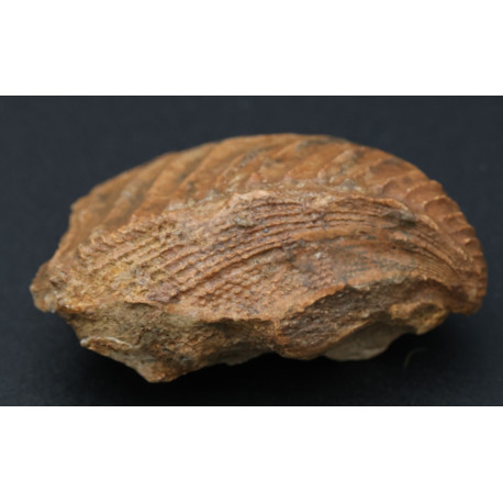 Muschel Trigonia