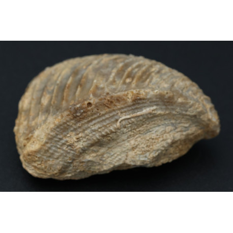 Muschel Trigonia
