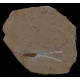 Heuschrecke Saltatoria