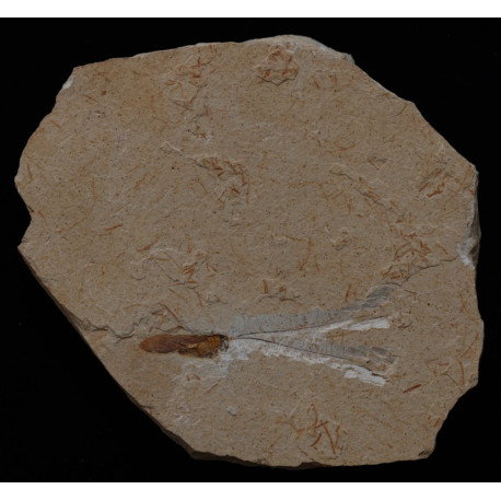 Heuschrecke Saltatoria