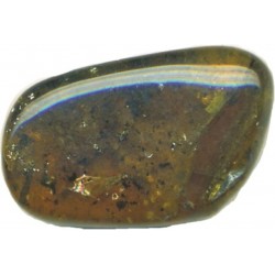 Pseudoskorpion, gefl. Termite, Pinselfüssler
