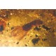 Pseudoskorpion, gefl. Termite, Pinselfüssler