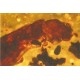 Pseudoskorpion, gefl. Termite, Pinselfüssler