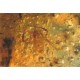 Pseudoskorpion, gefl. Termite, Pinselfüssler
