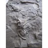 Schlangenstern
