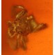 Spinne, Käfer, Pflanzen