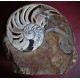 Nautilus