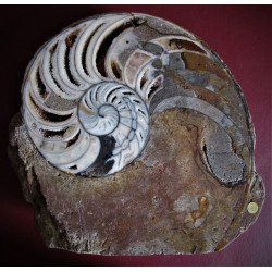 Nautilus