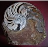 Nautilus