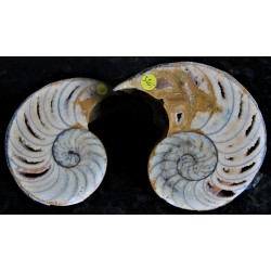 Nautilus geschnitten und poliert