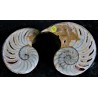 Nautilus geschnitten und poliert