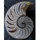 Nautilus geschnitten und poliert
