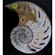 Nautilus geschnitten und poliert